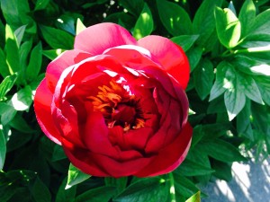How would my higher self act?